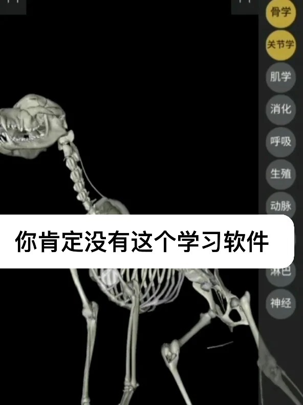 小动物3D解剖模式软件真的很香