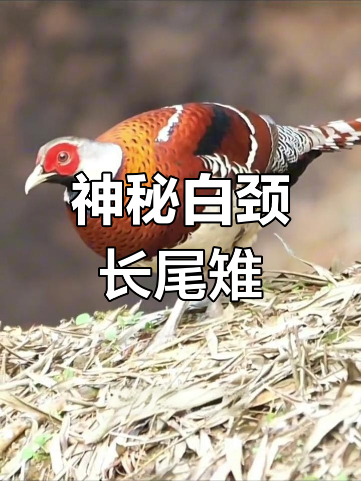 白颈长尾雉的森林生活