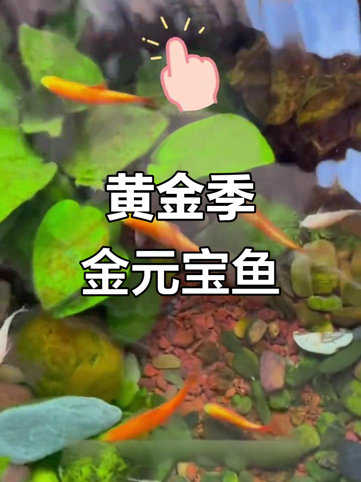 金元宝鱼:温顺招财,冷水养殖更佳选择