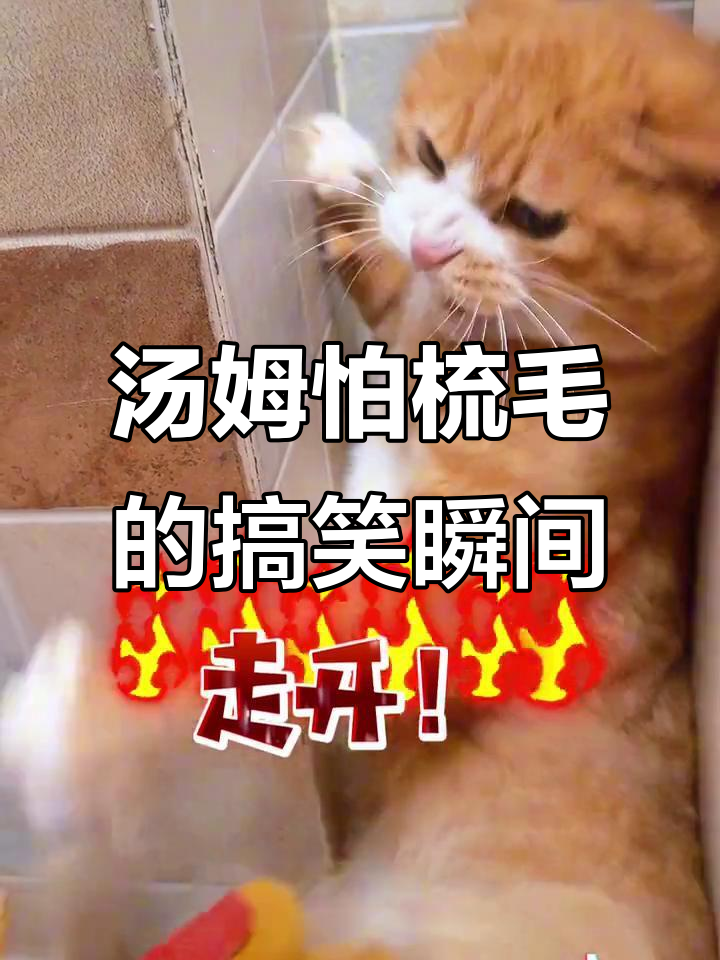 汤姆最怕梳毛,气急败坏的表情太搞笑了
