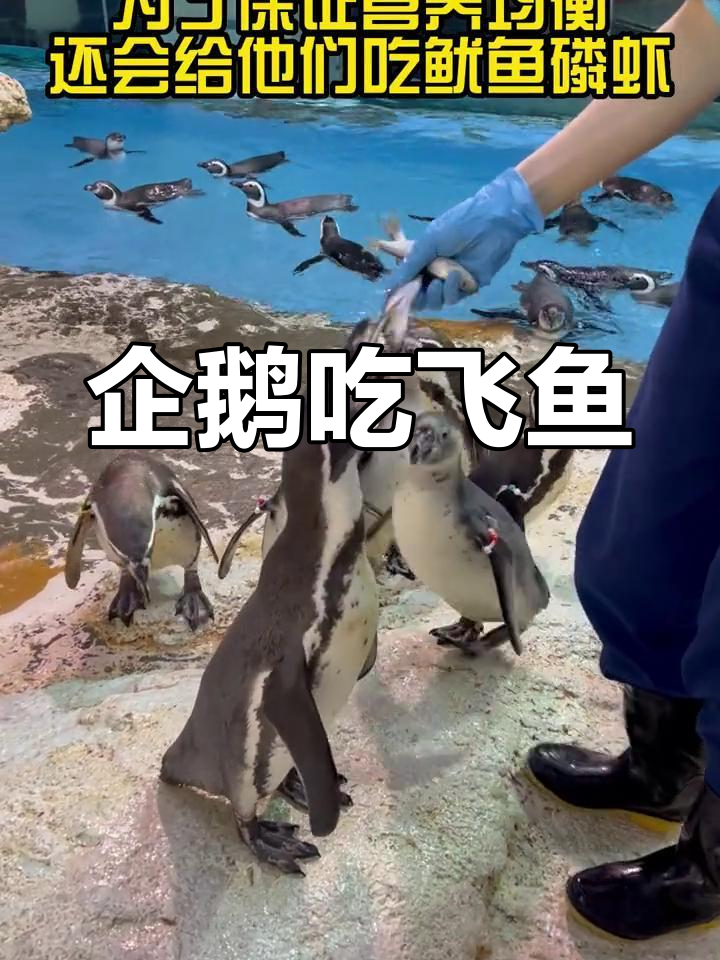 小企鹅的鱼食日常
