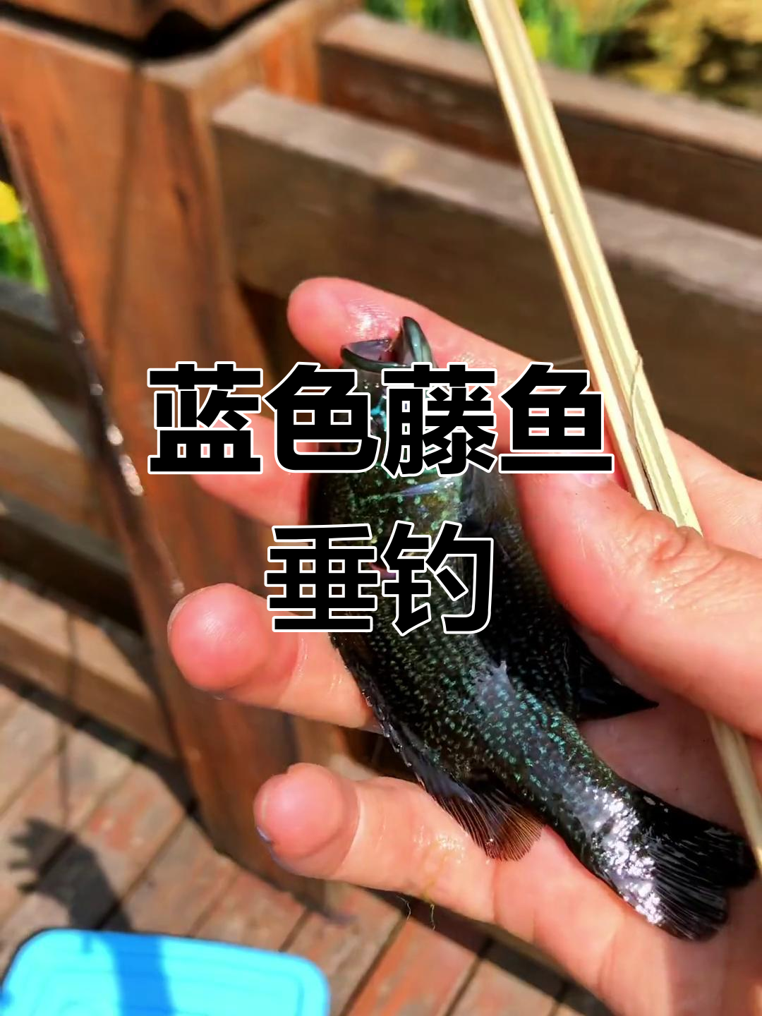 野钓蓝腮太阳鱼,原生美景尽收眼底