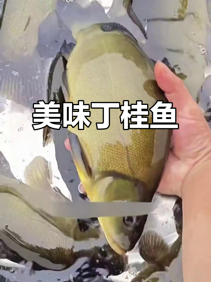 丁桂鱼鲜美无刺,清蒸红烧皆宜,口感细腻,回味无穷