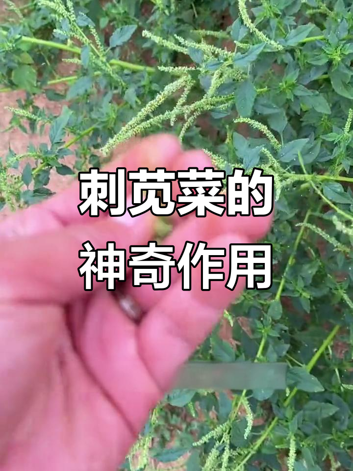 农村常见刺苋菜,你见过吗?这种植物竟然有这么多用途