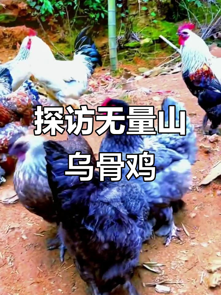 无量山乌骨鸡养殖揭秘，毛脚乌骨鸡的独特魅力