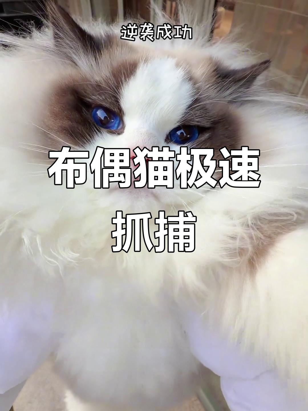 抓猫大作战！小泡芙和特蕾莎的萌态百出