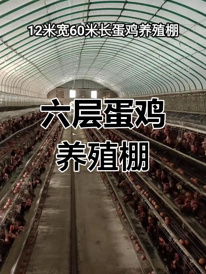 12米宽60米长蛋鸡养殖棚,六列三层设计,造价四万