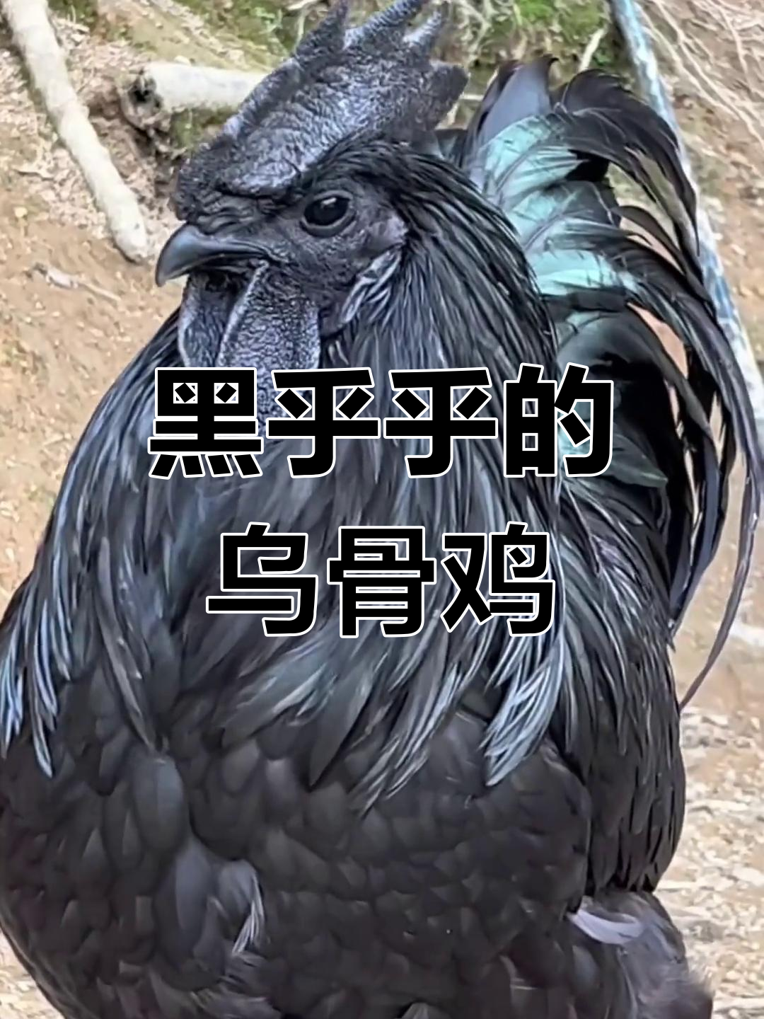 乌骨鸡生态散养,黑不溜秋的土鸡苗真可爱