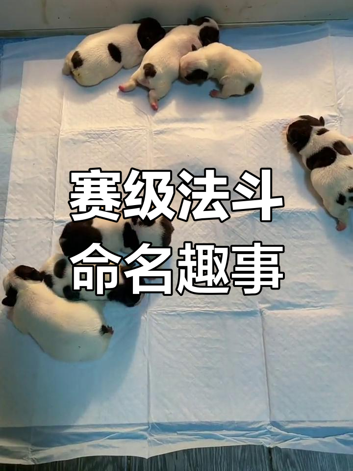 小狗取名大作战,翠花、小鸡蘑菇等名字来袭!