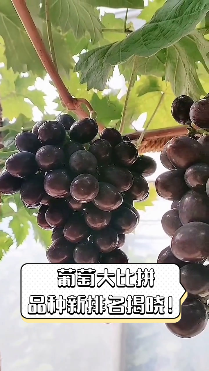 葡萄大比拼,品种新排名揭晓!