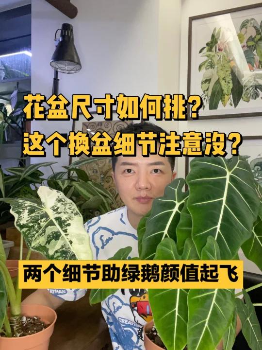 新手注意两点助你绿天鹅绒海芋迈上颜值巅峰