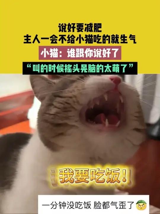6月17日(发布)湖南,说好要减肥,主人一会不给小猫吃的就生气,小猫:谁跟你说好了,“叫的