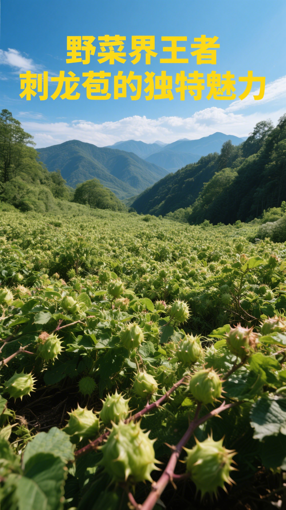 野菜界王者,刺龙苞的独特魅力