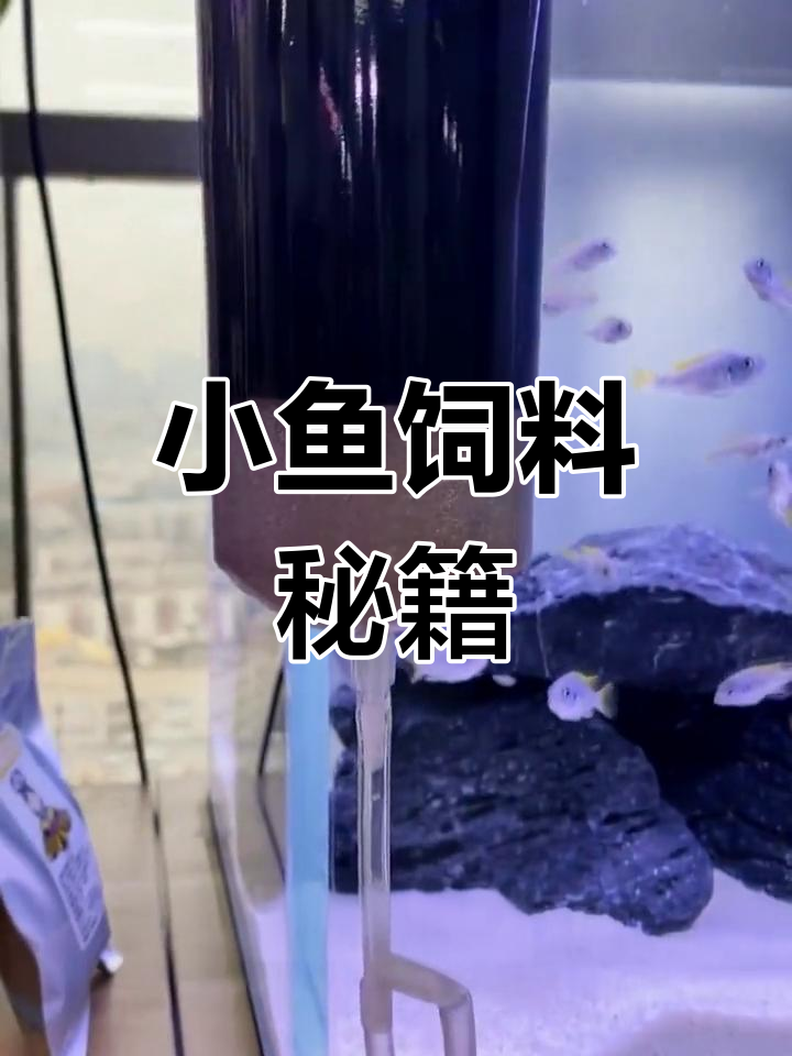 小鱼起飞吃什么?丰年虾孵化,轻松上手!