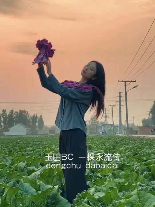爆改玉田白菜—当大白菜成为一线大牌 立冬过后,玉田白菜收获。玉田是“中国大白菜之乡”,玉田