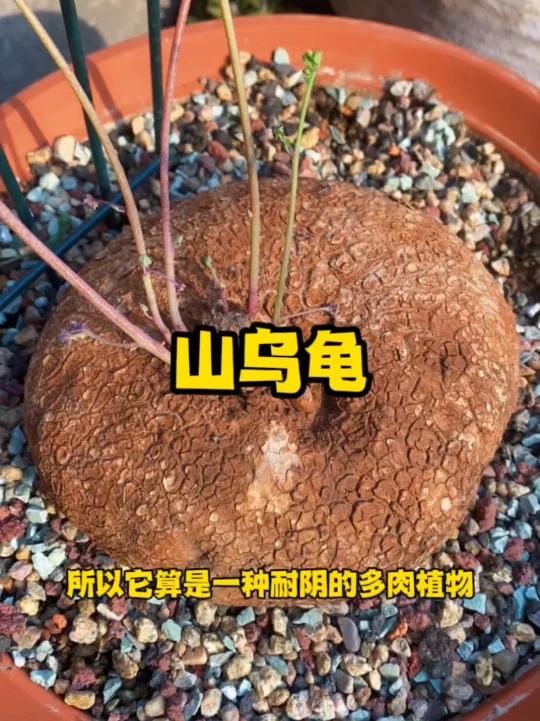 山乌龟是防己科千金藤属植物,爬藤非常快,种在花盆里一个多月就能爬这么高,叶子圆圆的,翠绿翠