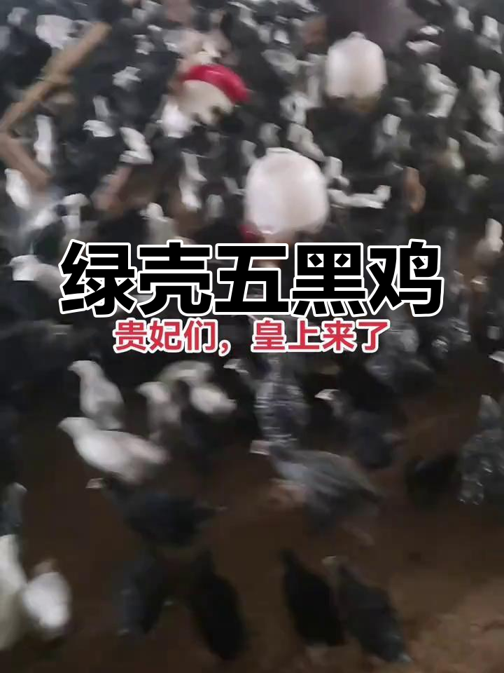 五黑鸡活泼可爱,绿壳蛋让人惊艳
