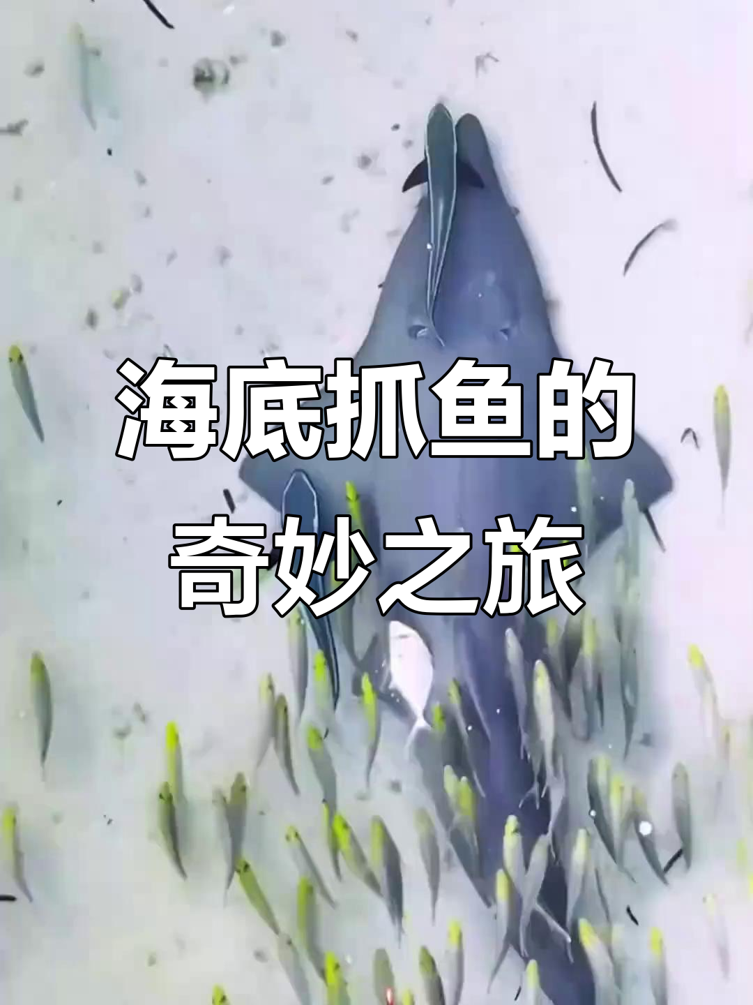 海底摸鱼大揭秘：这些奇特的海洋生物你见过吗？
