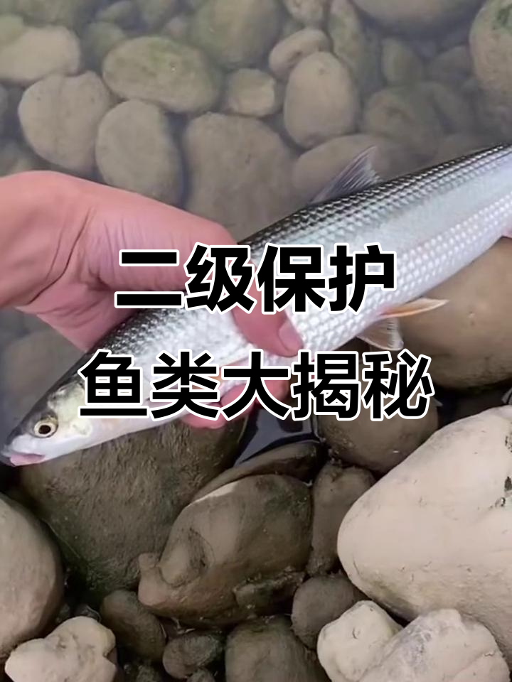 8种中国二级保护鱼，看看你认识几种？