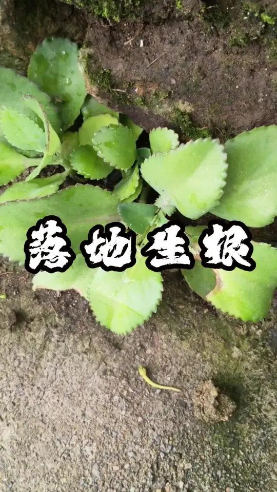 喜欢种多肉的朋友想必对它不陌生,对了,它就是落地生根,也叫不死鸟植物科普我的乡村生活