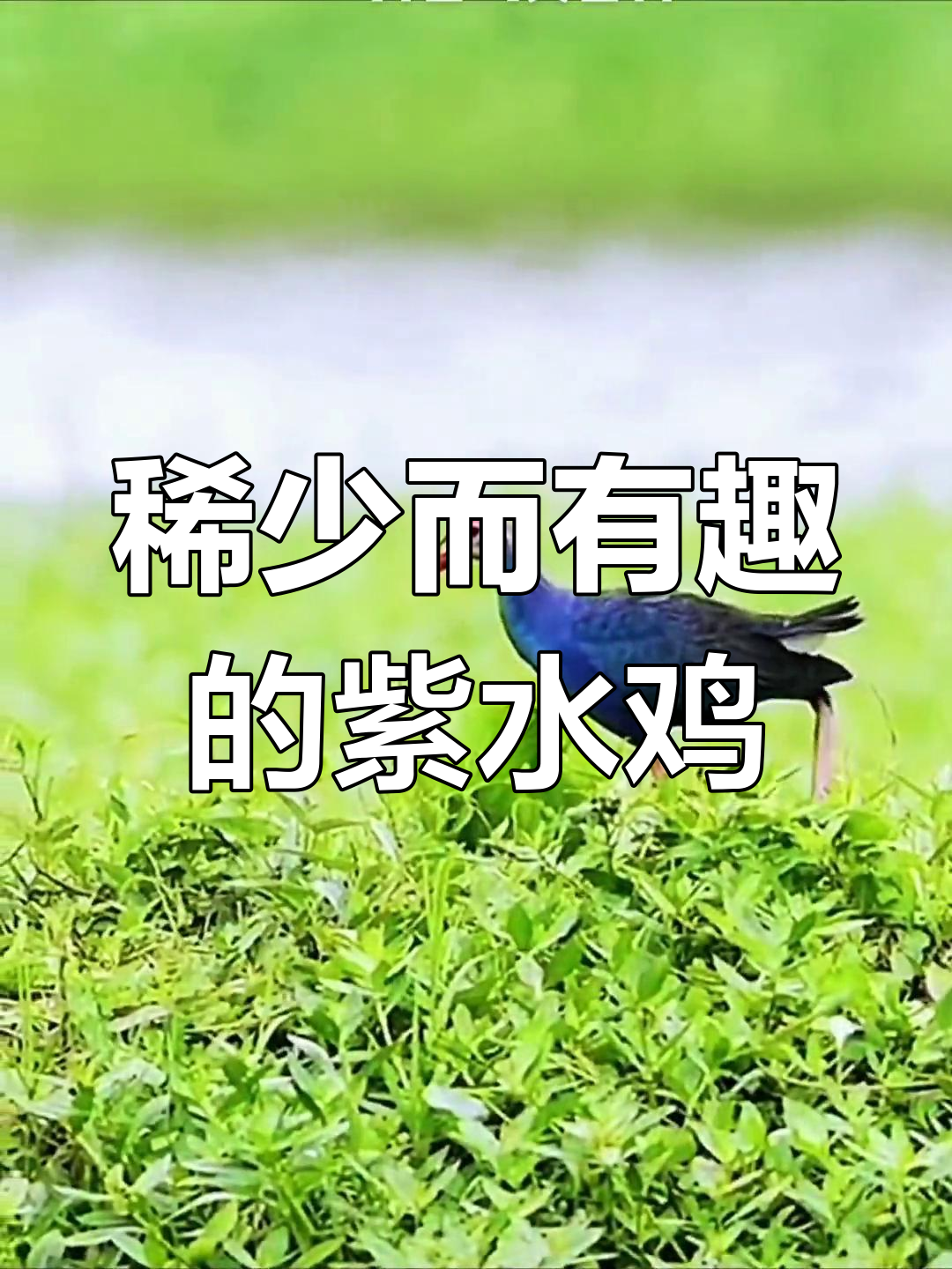 紫水鸡:温顺胆小,行走如舞者