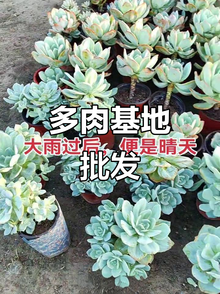 睢县多肉基地,批发优质植物