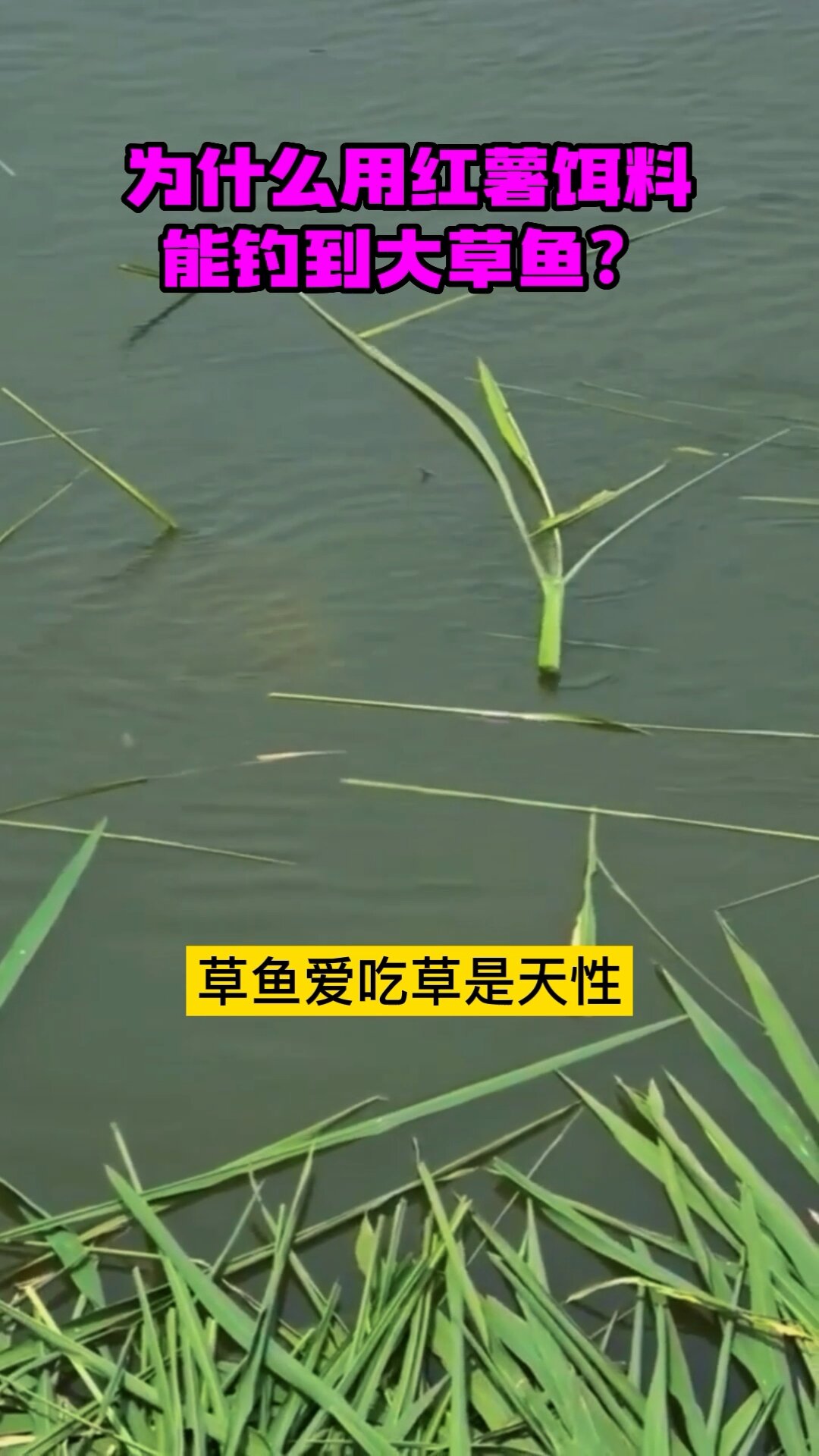 草鱼为什么喜欢吃红薯饵料?