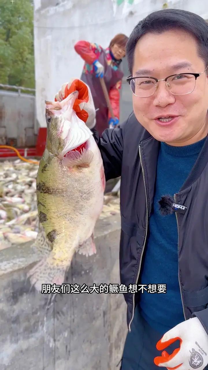 桃花流水鳜鱼肥,什么时候的鳜鱼好吃?臭鳜鱼 吃鱼 安徽特产