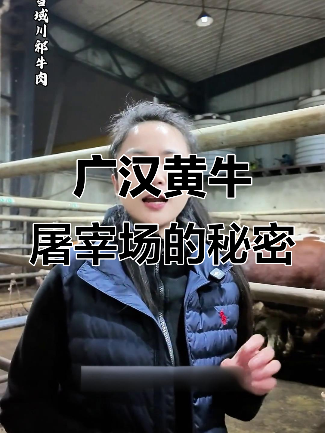 探访广汉清蒸黄牛肉屠宰场,揭秘回族汉族都爱买的秘密