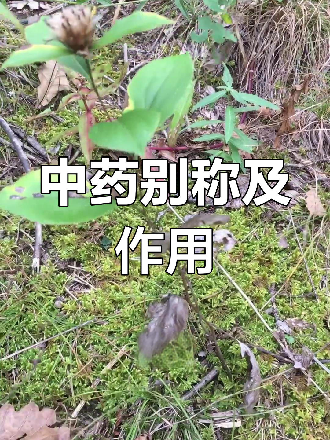多种中药材的别名与功效