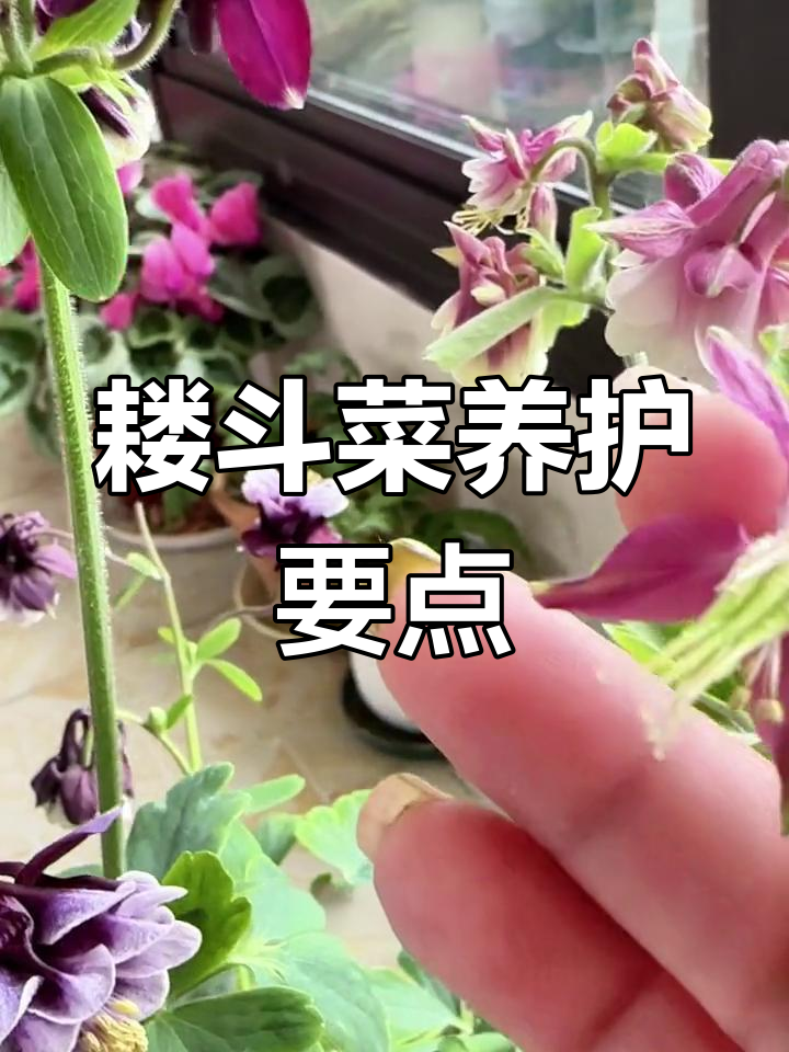 耧斗菜养护全攻略:光照、水肥管理一网打尽