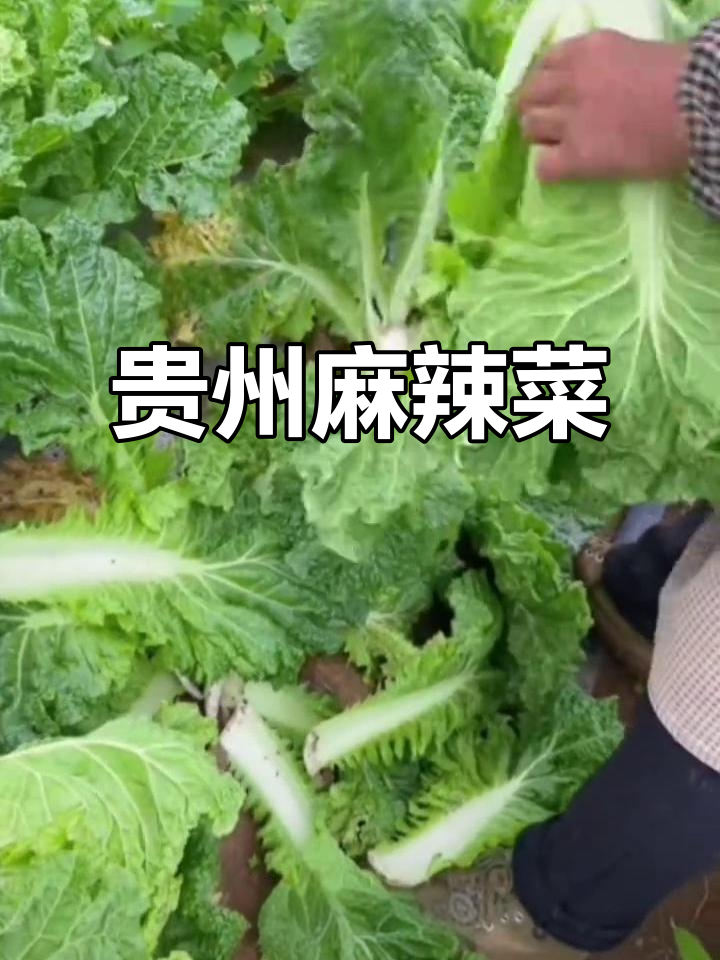 贵州露天麻叶菜,火锅必备,非山东大白菜