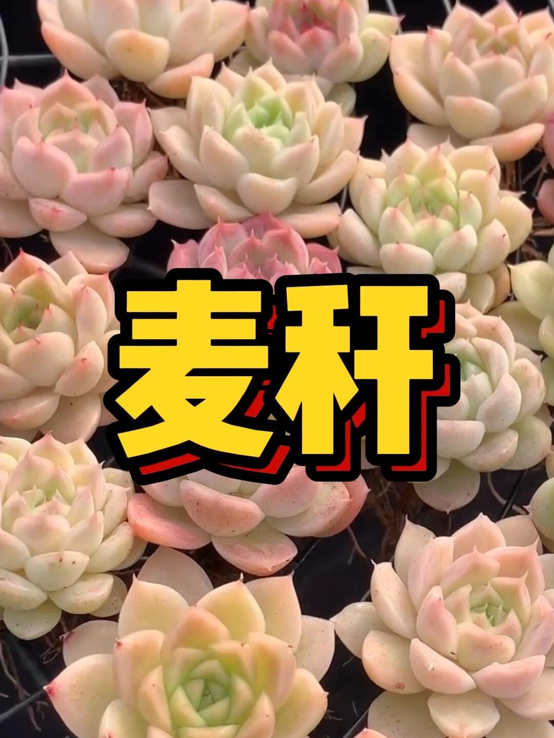 多肉圈的顶流——麦秆,你了解多少?