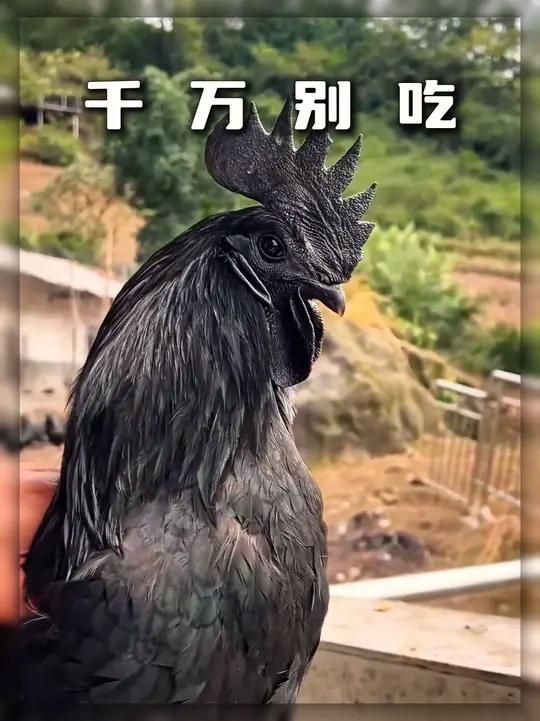 有些鸡不可以吃,发现要丢掉