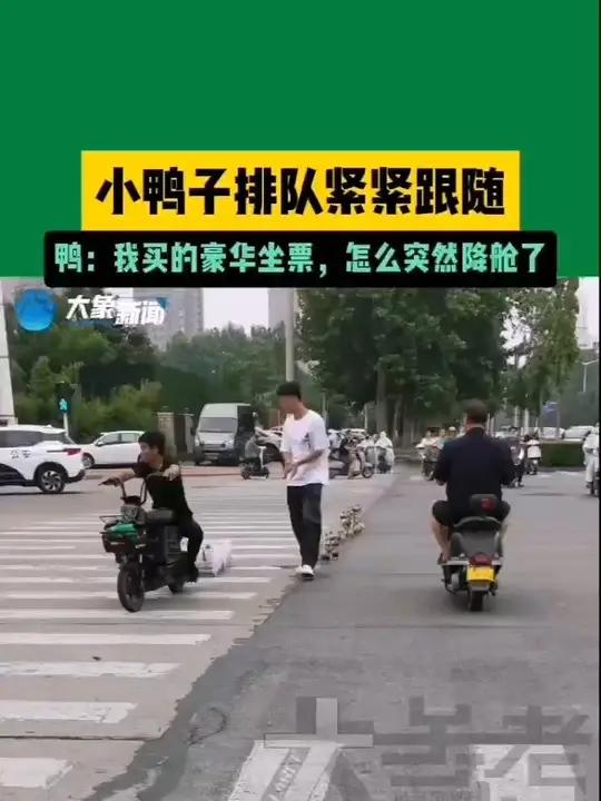 7月16日,河南(发布),男子带了两框小鸭子走一路掉一路,小鸭子排队紧紧跟随,鸭:我买的豪