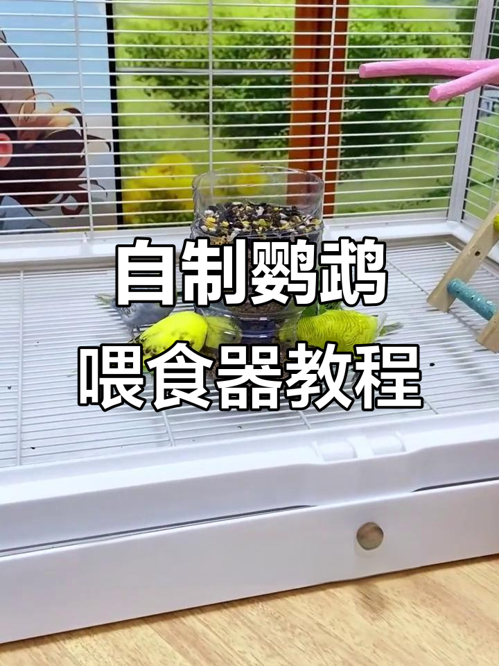 用废饮料瓶做鹦鹉自动喂食器，简单又实用