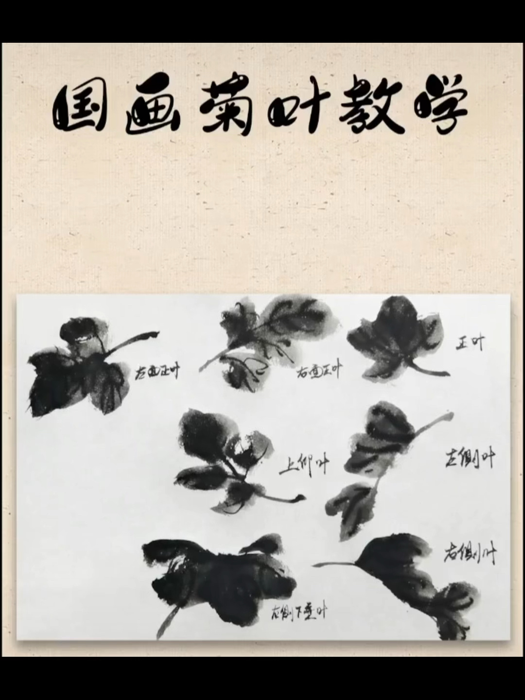 国画菊花叶子画法教程