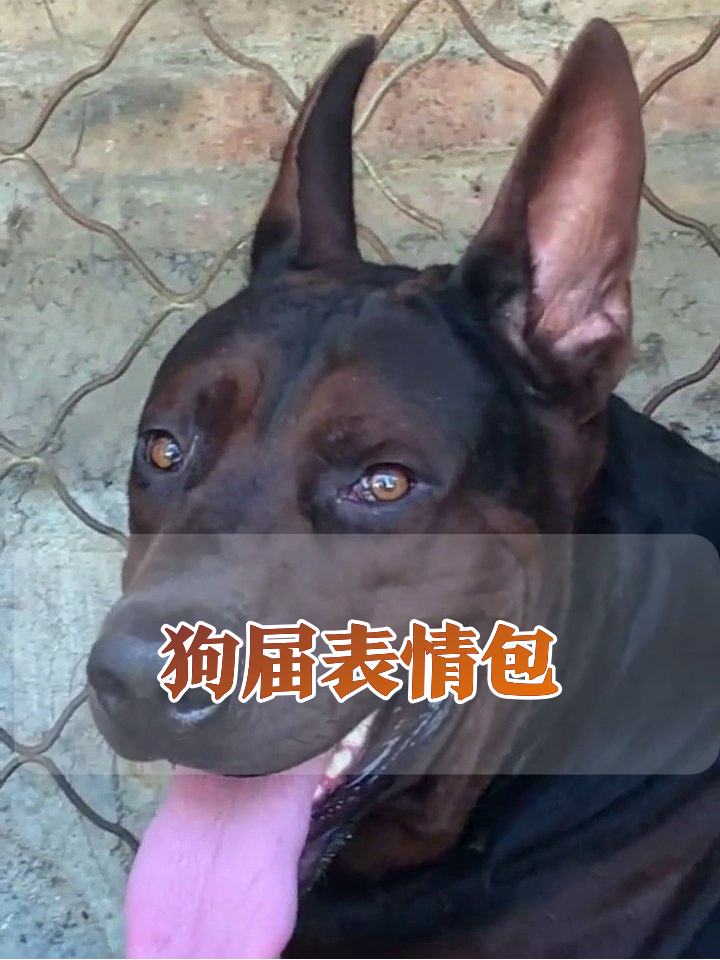 狗届显眼包表情包大赏:舔鼻打卡咧嘴狂喜笑翻网友