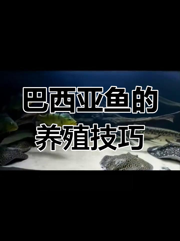 了解巴西亚鱼:食肉凶猛,金色斑点迷人