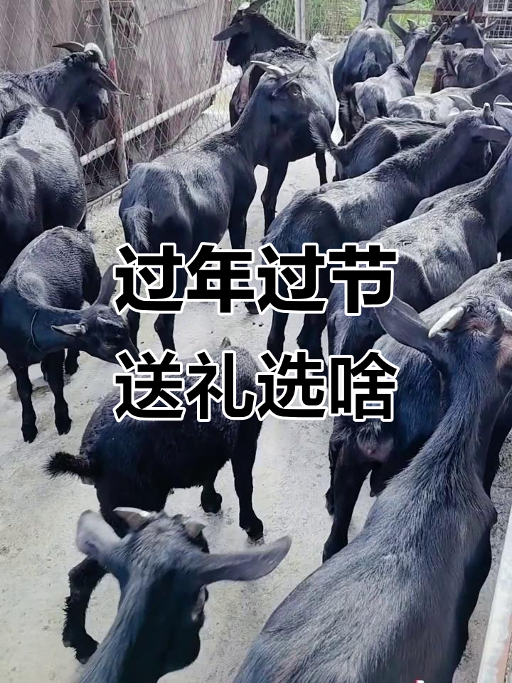过节拜神,杀鸡还是宰羊?广东风俗大揭秘