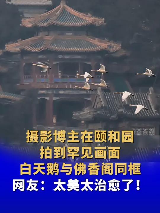 摄影博主在颐和园拍到罕见画面,白天鹅与佛香阁同框。网友:太美太治愈了!来源