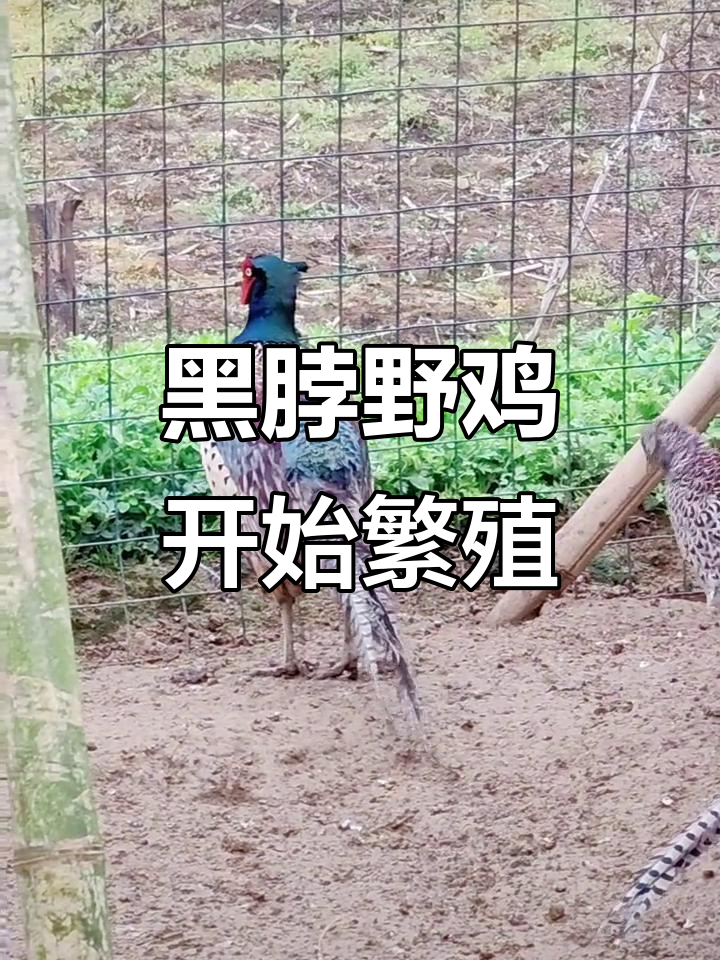 贵州正宗黑脖野鸡开始产蛋,纯种百草鸡下蛋了