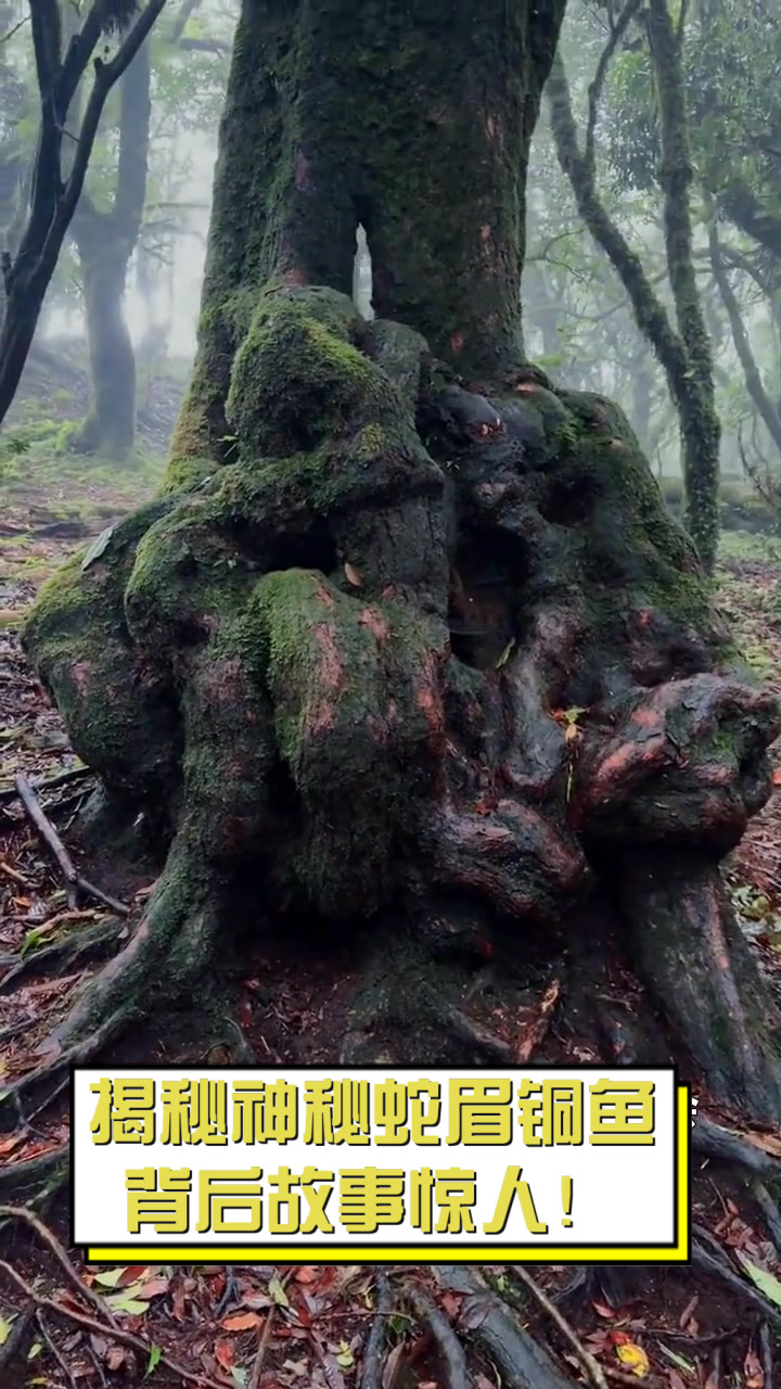 揭秘神秘蛇眉铜鱼,背后故事惊人!