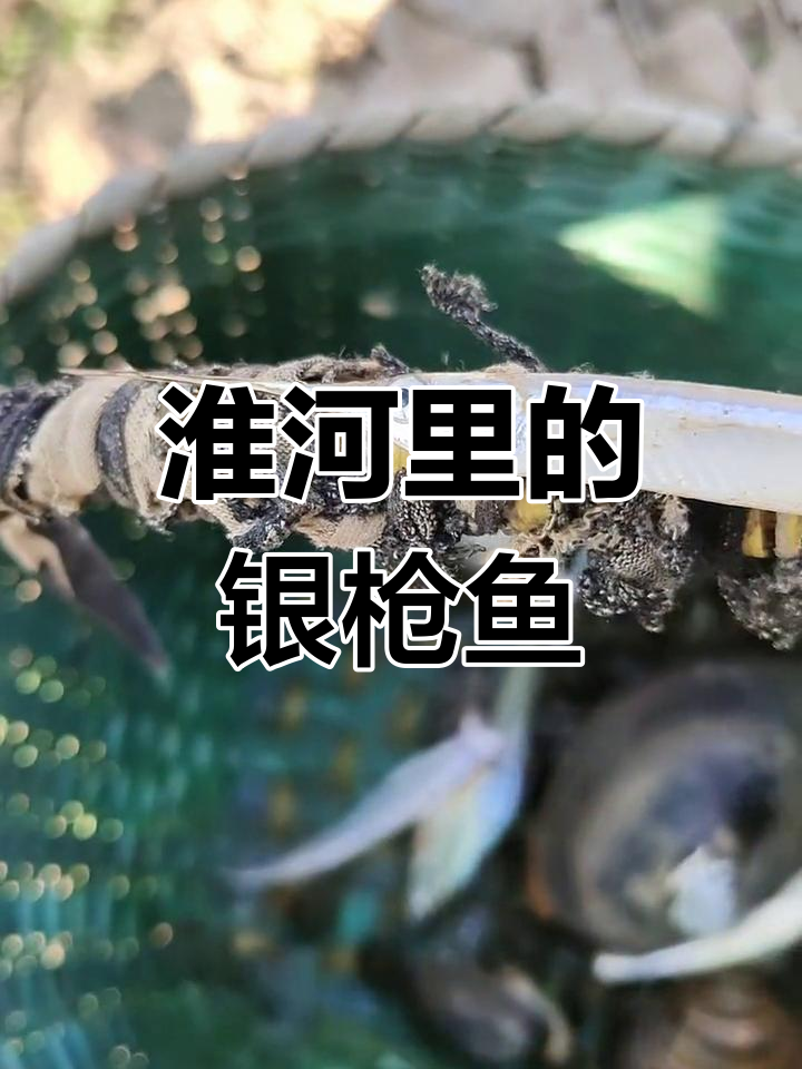 淮河银枪鱼,你能用普通话叫出它的名字吗?