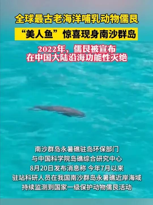 全球最古老海洋哺乳动物儒艮“美人鱼”惊喜现身南沙群岛