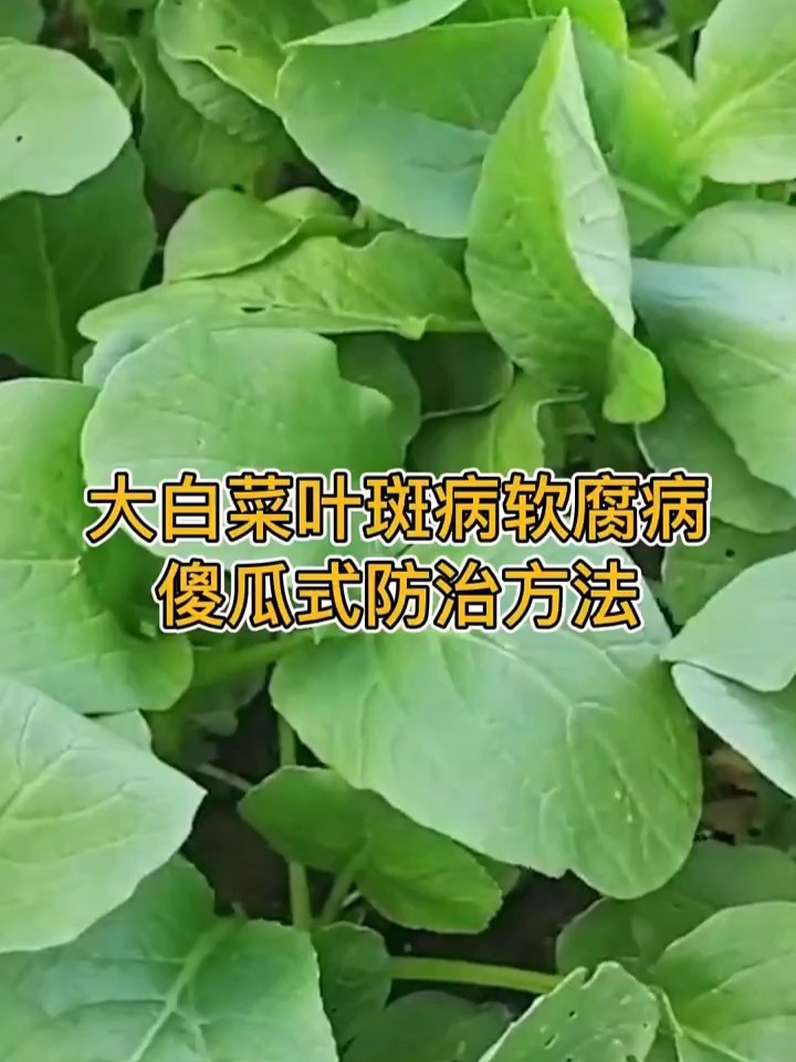 大白菜叶斑病软腐病傻瓜式防治方法