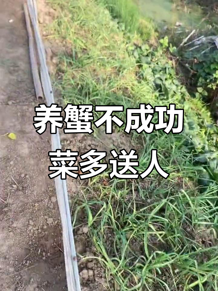 蔬菜丰收,螃蟹养不好?免费来拔菜!