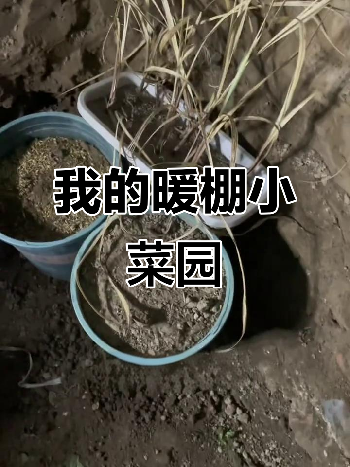 半地下菜窖建设全纪录：甘蔗、白菜与胡萝卜的冬季守护