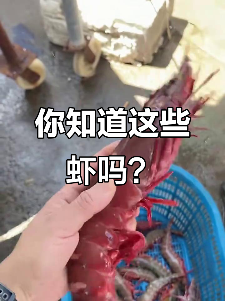 各种虾的价格大揭秘,从犀牛虾到澳洲龙虾