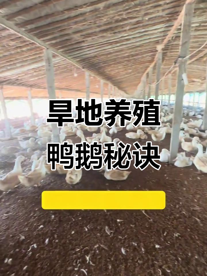 旱地也能养鸭鹅,关键技巧大公开